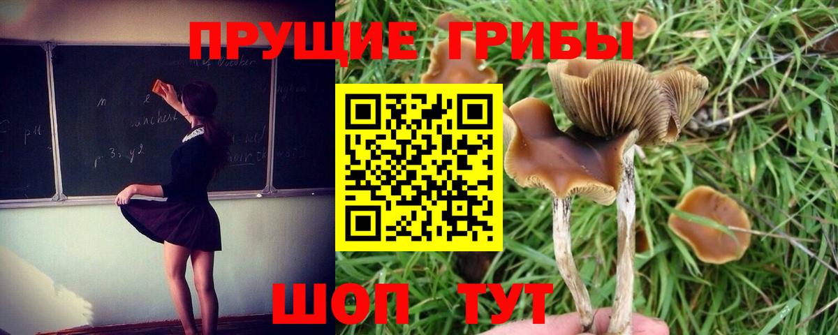 Александров  Псилоцибиновые грибы ЛСД  Вход с VPN 
